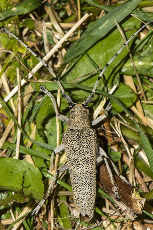 Cerambycidae:  Saperda carcharias, maschio